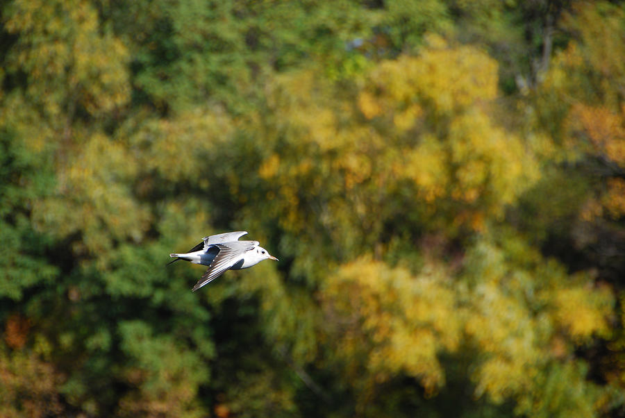 Gull On A Background Of Yellow Trees Photograph by Rho_ok