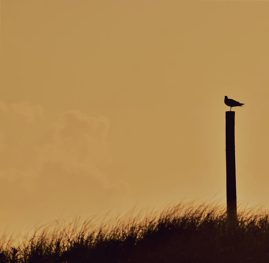 Gull on a post Photograph by Christina McGoran