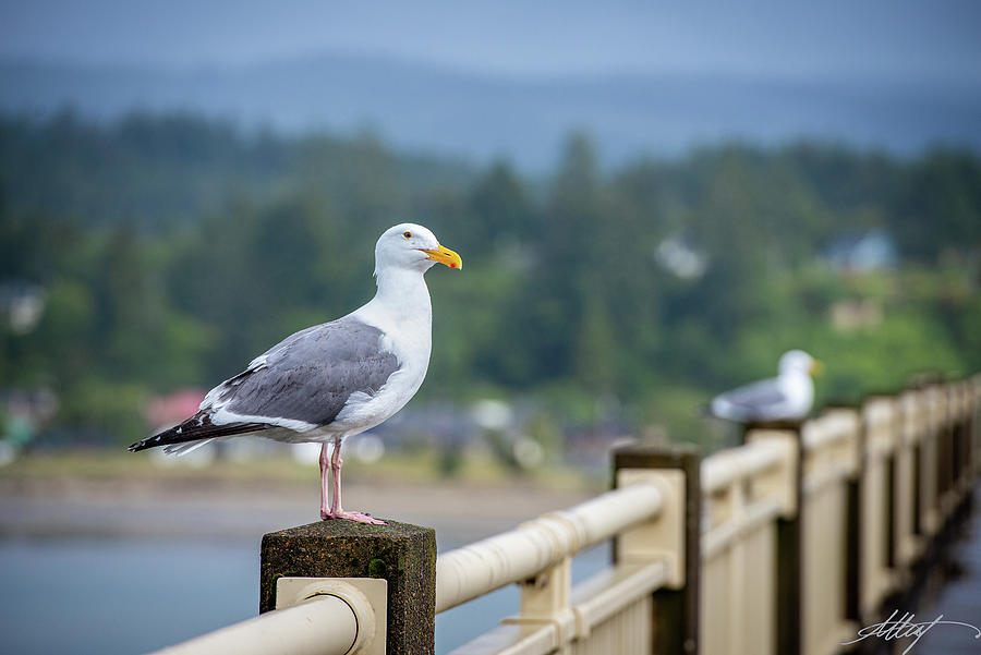 Gull on Alsea Bay Bridge Photograph by Meg Leaf