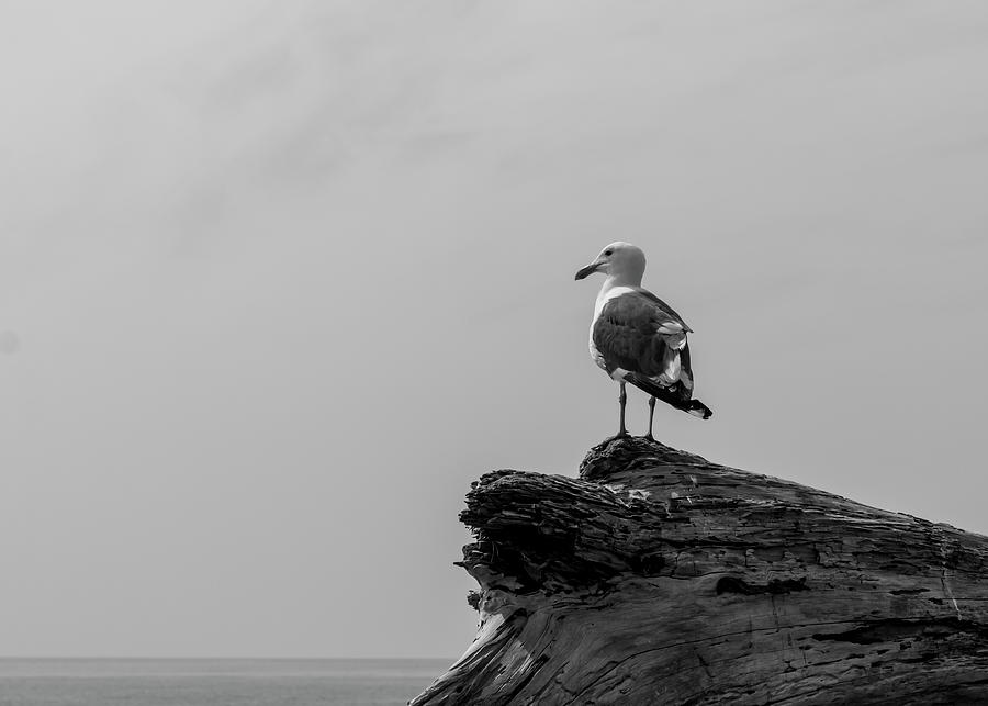 Seagull Photograph - Gull on Driftwood BW by Patti Deters