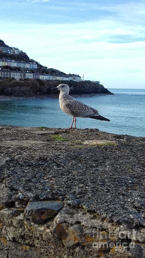Gull on Sea Wall at New Quay Harbour Photograph by Joan-Violet Stretch