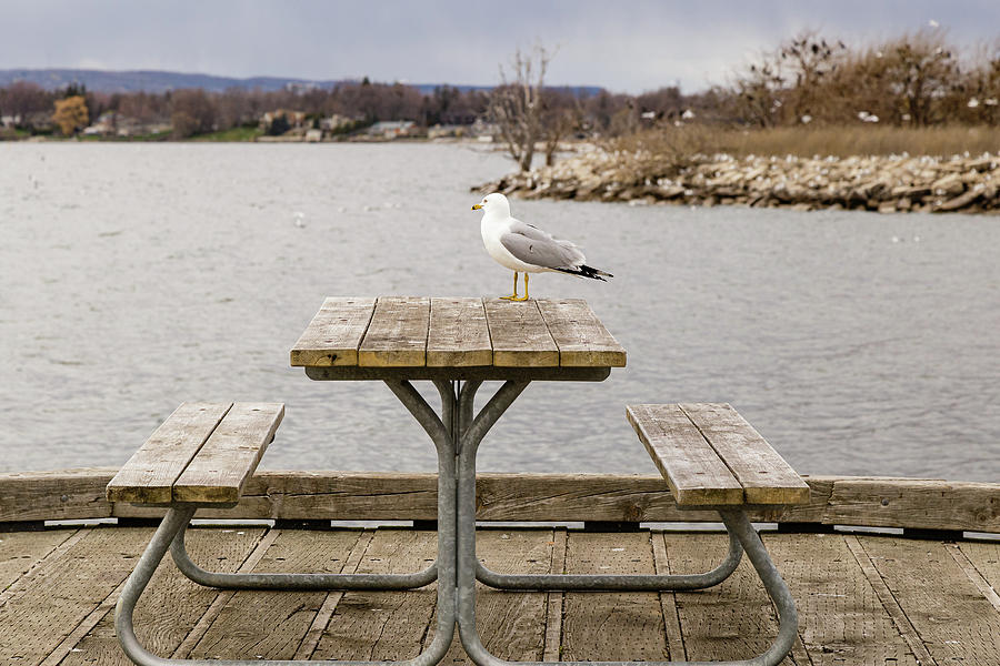 Gull on table Photograph by SAURAVphoto Online Store