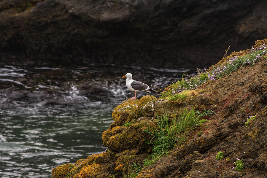 Gull On The Edge Photograph