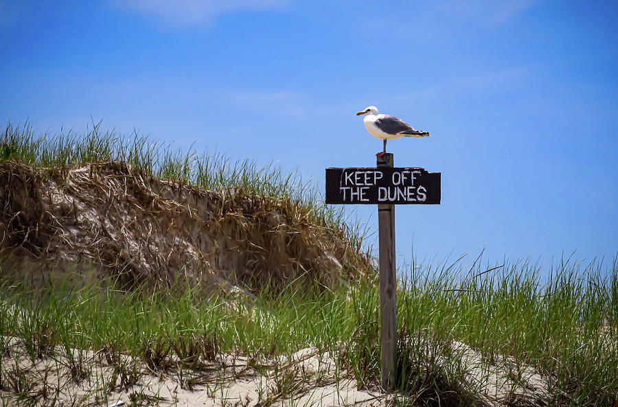Gull on Warning Sign at Island Beach State Park, NJ Photograph by Linda Stern