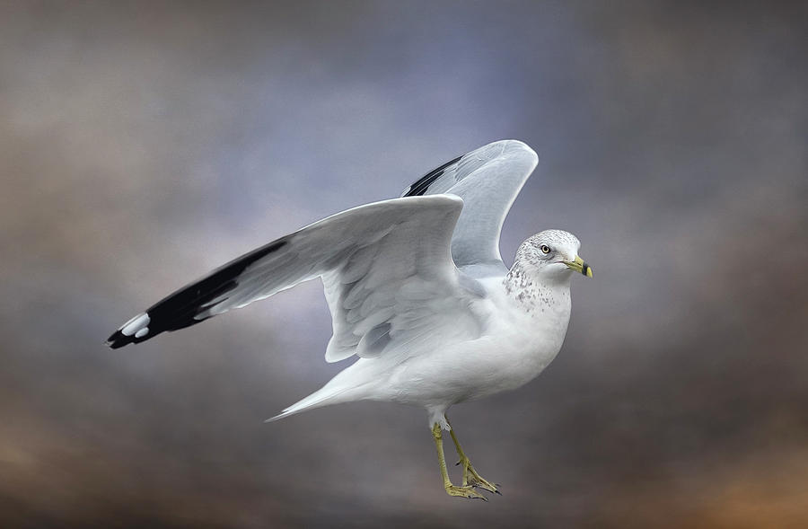 Gull Portrait Photograph by Cate Franklyn