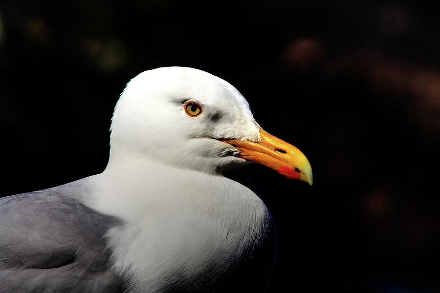 Gull Portrait Photograph by David Matthews