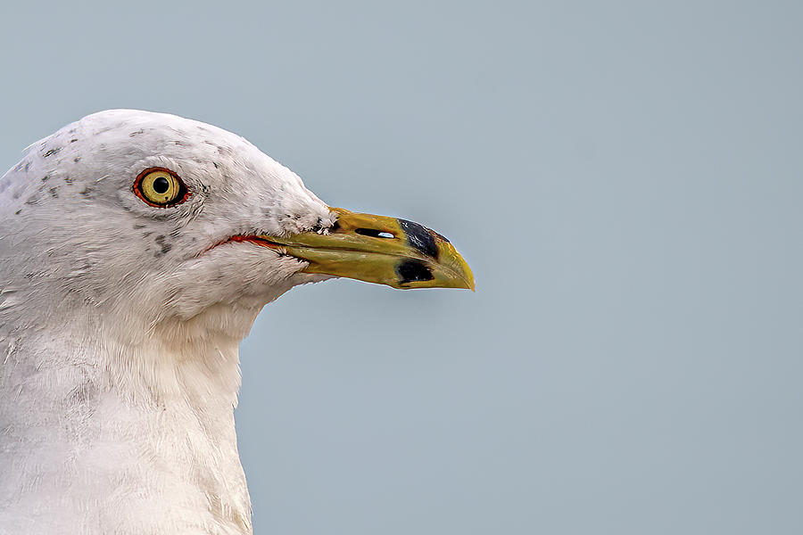 Gull Portrait Photograph by Paul Freidlund