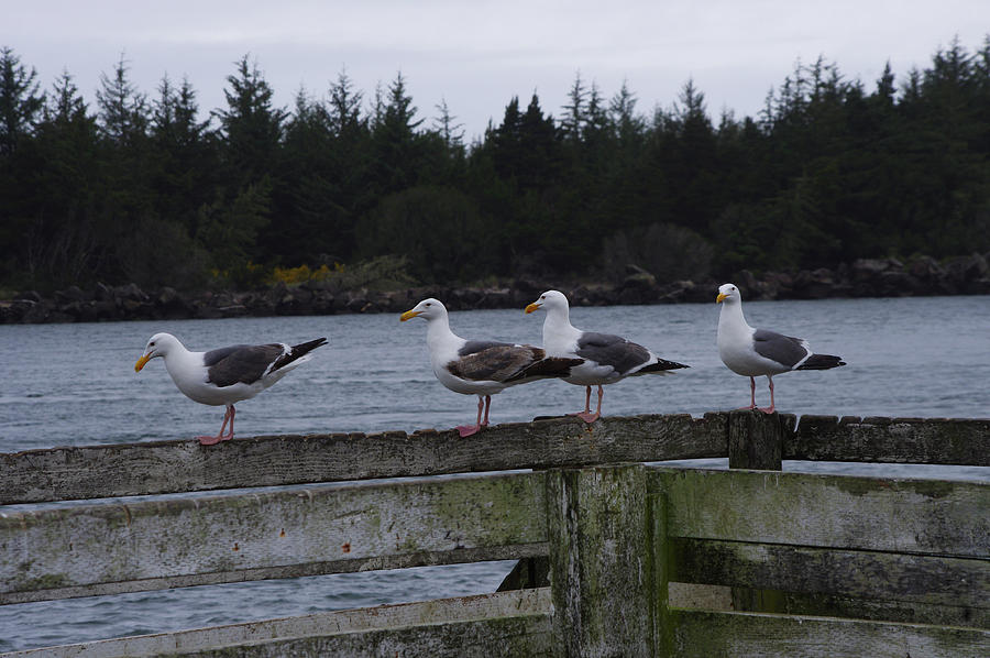 Gull Quartet Photograph by Adria Trail