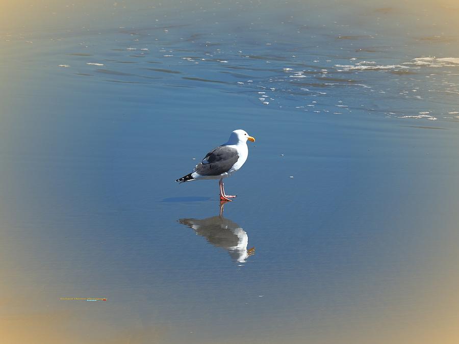 Gull Reflection Photograph by Richard Thomas