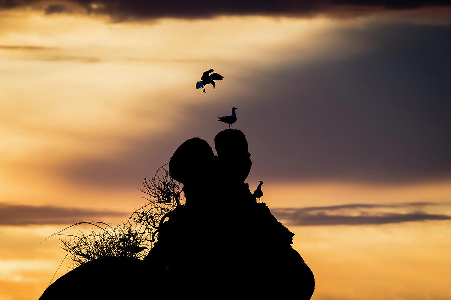 Animals Photograph - Gull Silhouettes at Sunset by Robert Potts