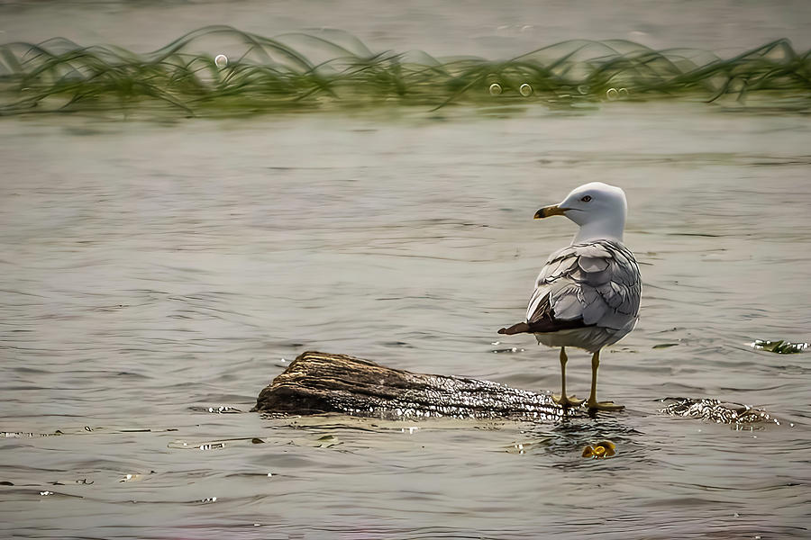 Gull Standing on Floating Log Photograph by Patti Deters