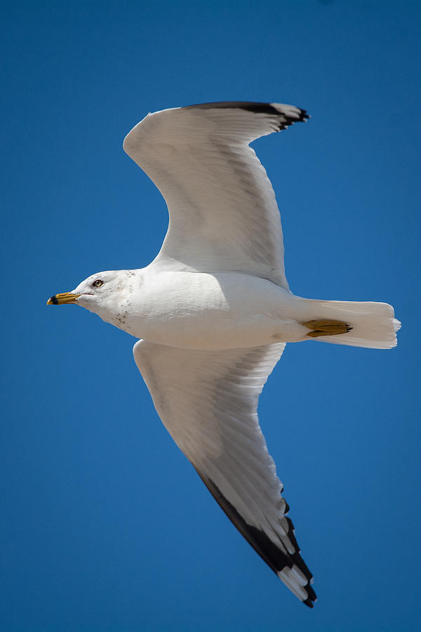 Gull Visit Photograph by Linda Bonaccorsi