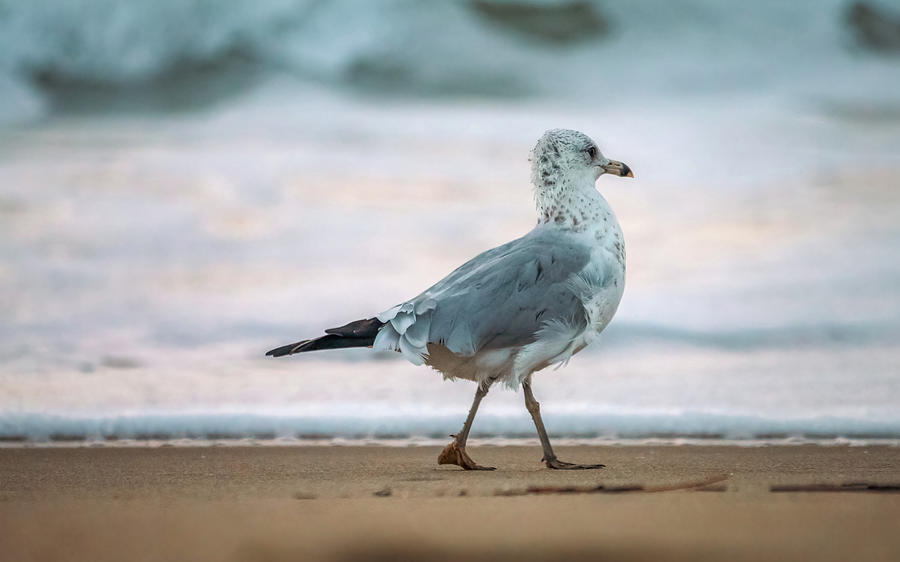Gull Walking Photograph by Rachel Morrison