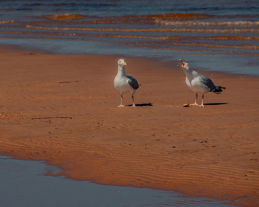 Gull Wars on the Beach Photograph by Marcy Wielfaert