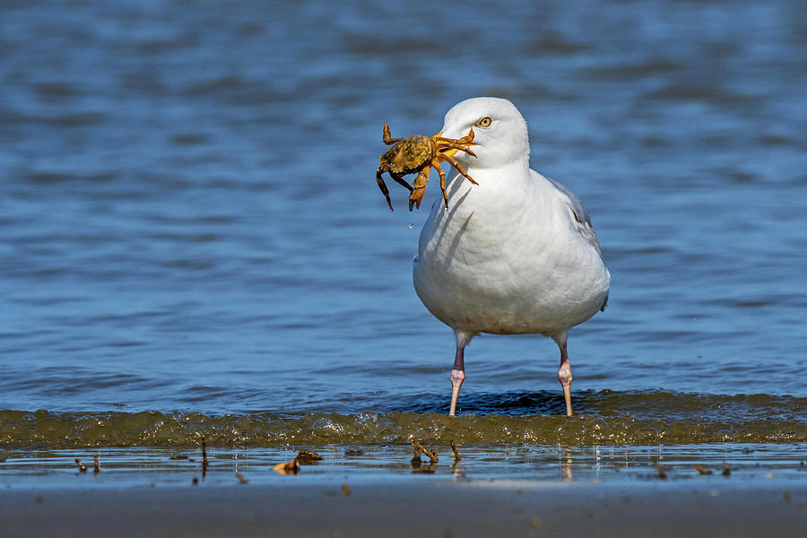 Gull with Crab Photograph by Arterra Picture Library