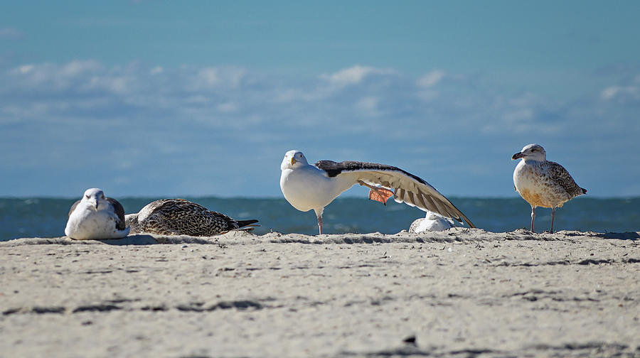 Gull Yoga Photograph by Steven Nelson