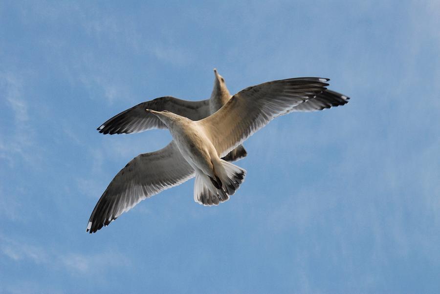 Gulls 589 Photograph by Joyce StJames