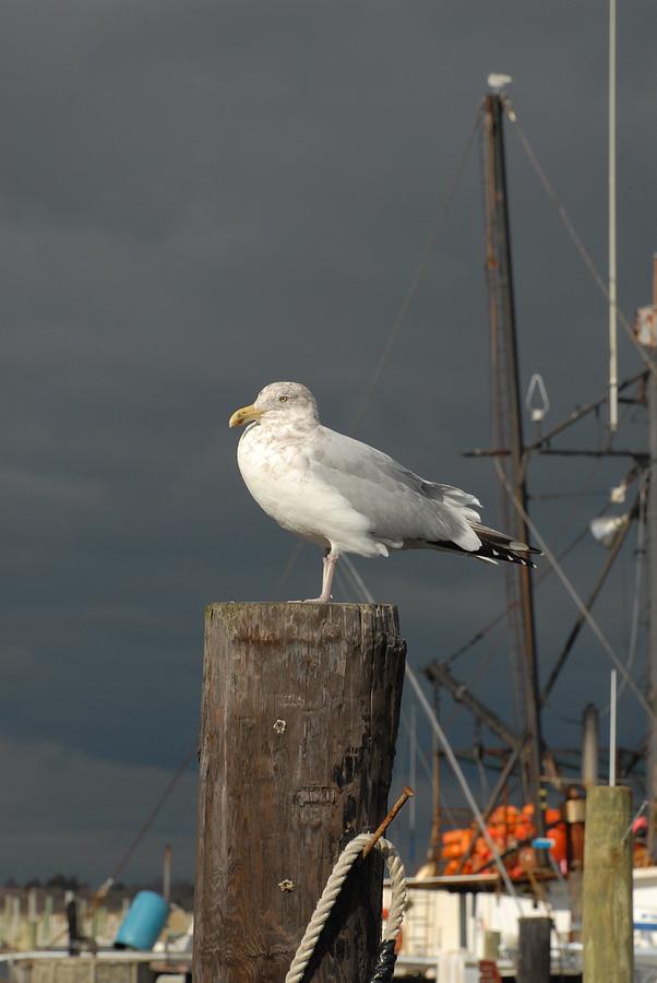 Gulls 592 Photograph by Joyce StJames