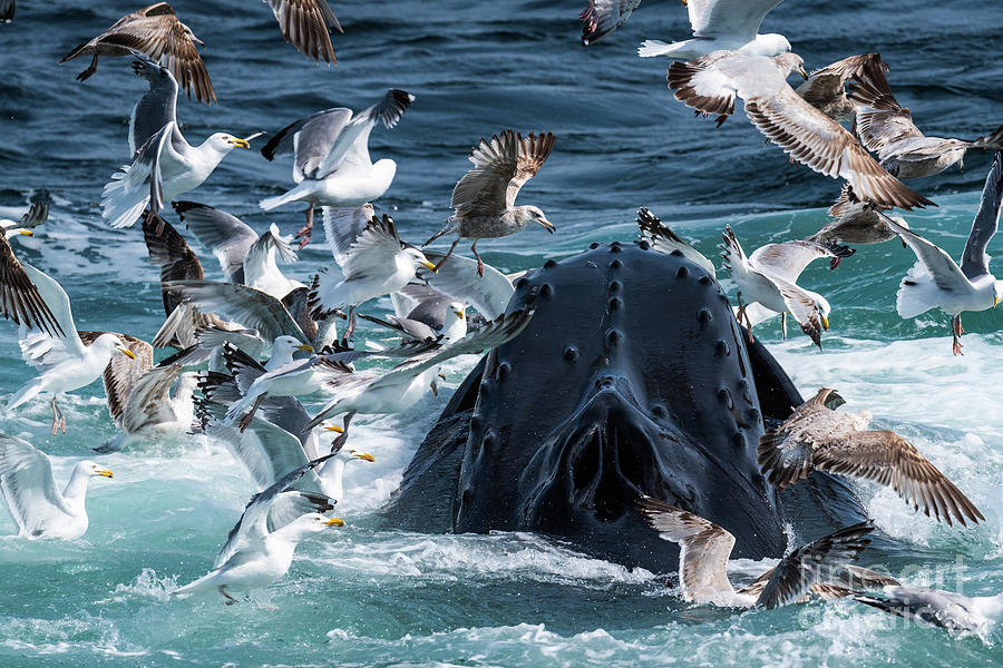 Gulls After Sandlance Photograph by Lorraine Cosgrove
