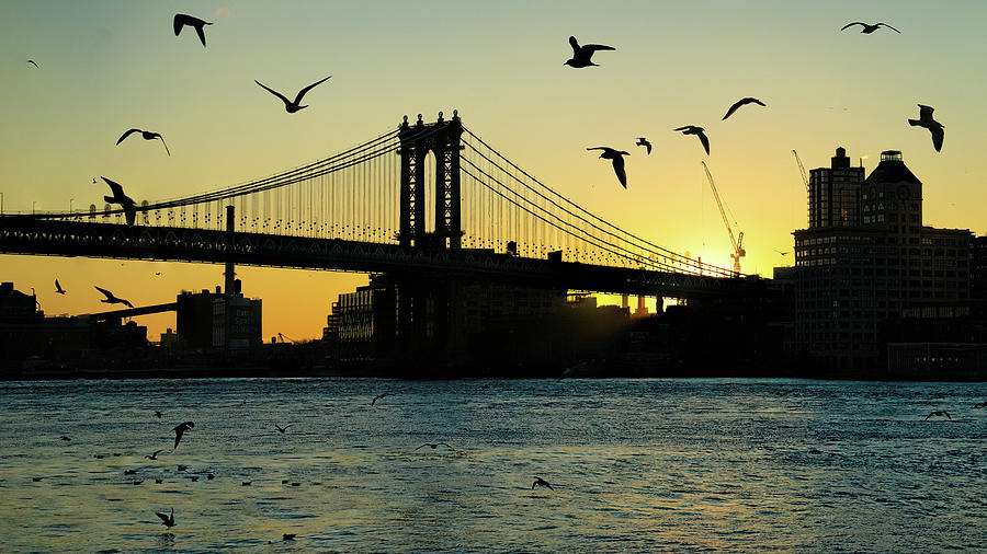 Gulls And Bridges Photograph by Chris Lord