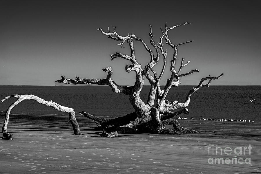 Gulls and Driftwood on Jekyll Island Photograph by Daniel Hebard