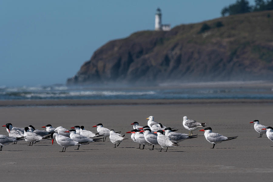Gulls and Terns on Benson Beach Photograph by Robert Potts