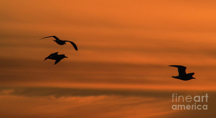 Gulls at dusk Photograph by Jeff Swan