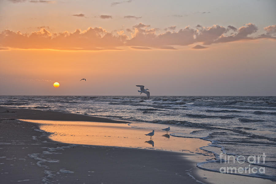 Gulls at Sunrise Photograph by Catherine Sherman