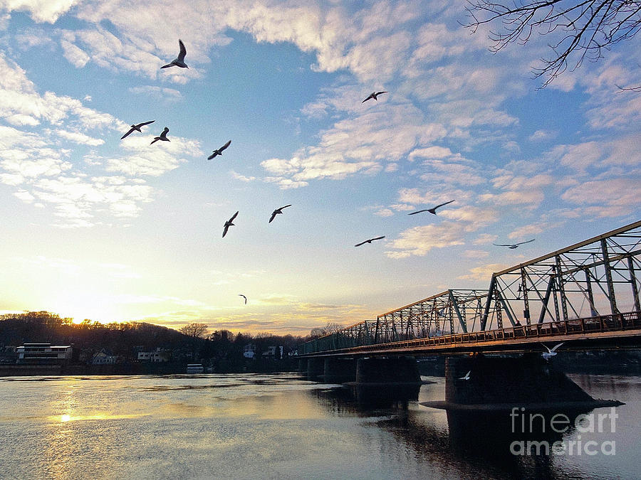 Gulls at the Bridge #2 Photograph by Christopher Plummer
