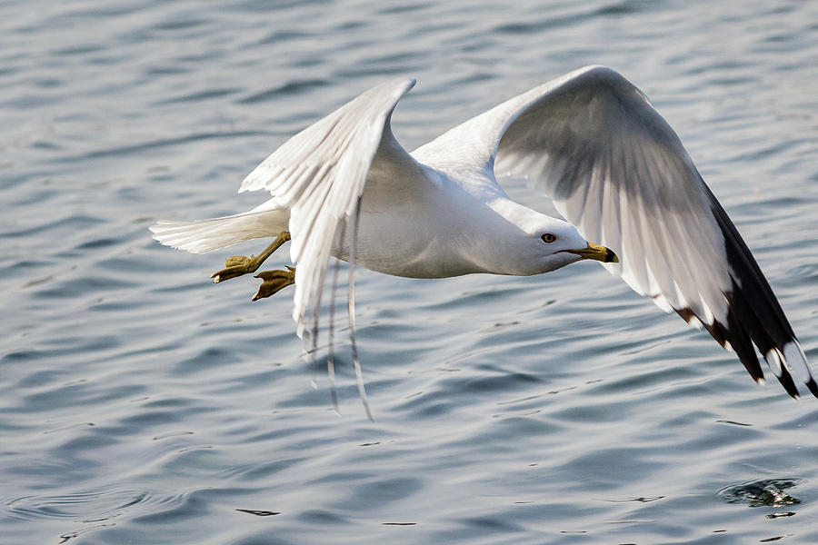 Gulls Flies Over Water Photograph By SAURAVphoto Online Store - Fine ...