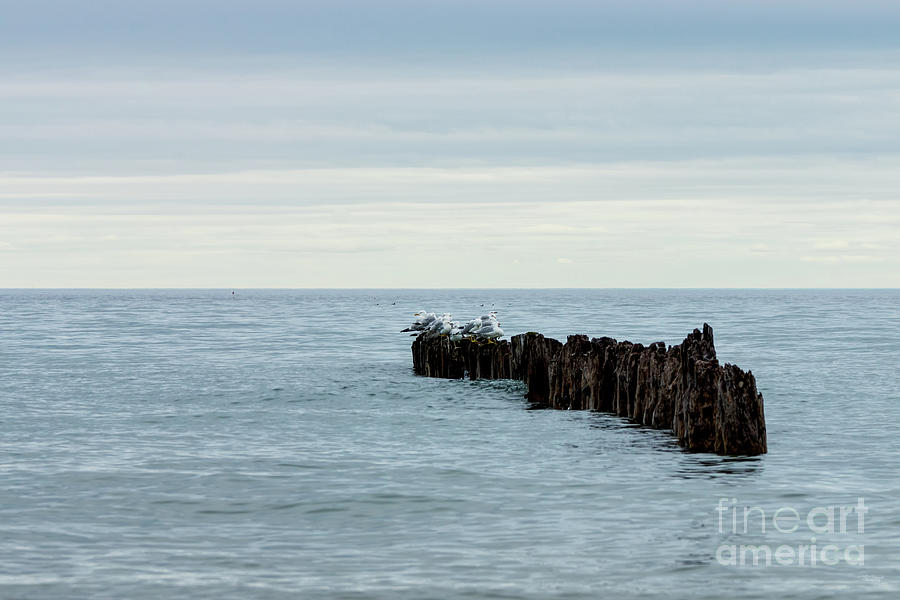 Gulls Grouped Together Photograph by Jennifer White