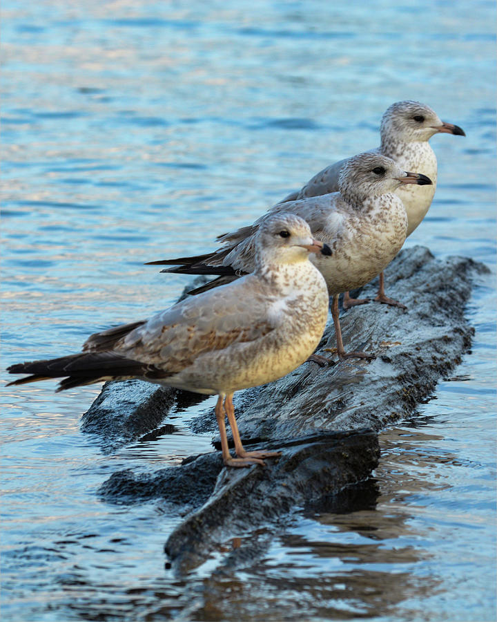 Gulls in a Row by Dave Hilbert Gulls in a Row by Dave Hilbert