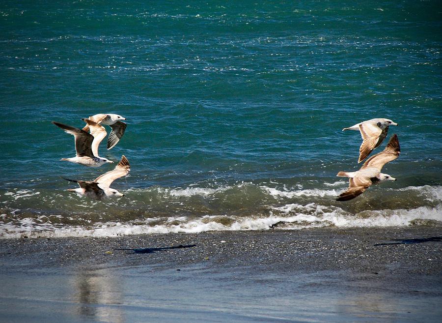 Gulls In Flight Photograph by Ed Riche