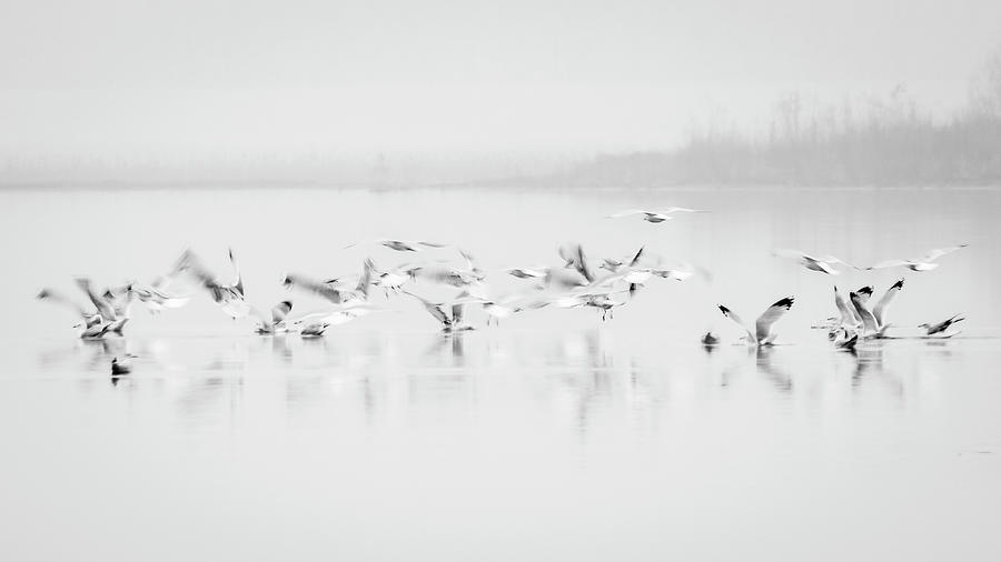 Gulls in Flight Photograph by Ray Silva