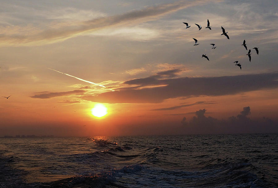 Gulls in the Gulf Photograph by James C Richardson