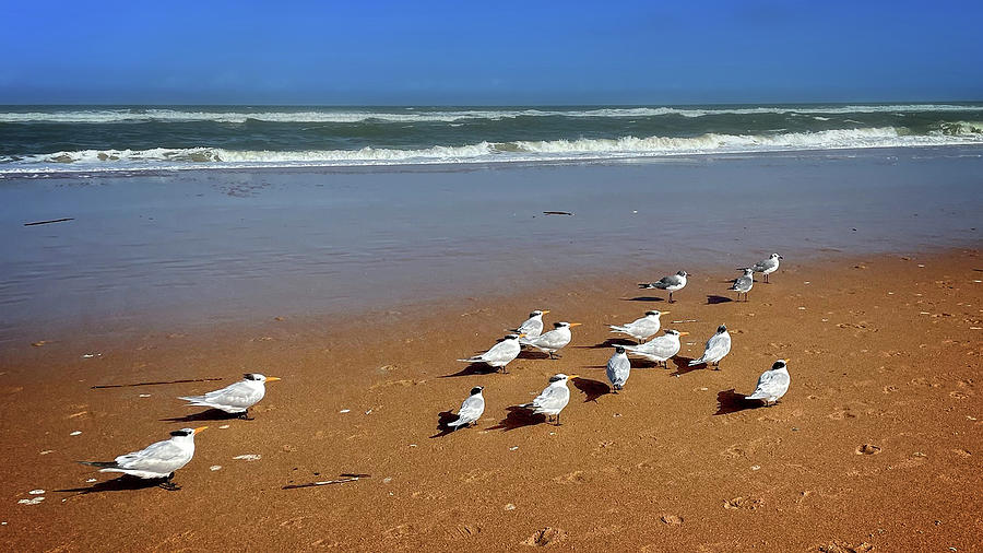 Gulls on the Beach Photograph by George Taylor