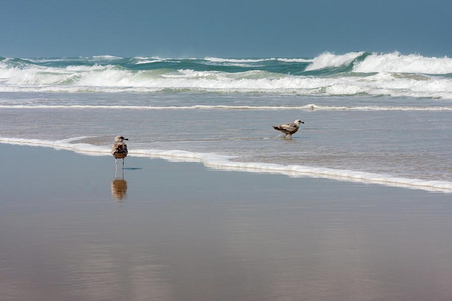 Gulls on the Beach Photograph by Liza Eckardt