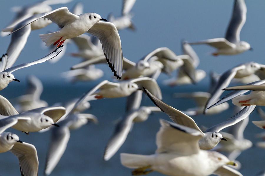 Gulls on the Move Photograph by Liza Eckardt