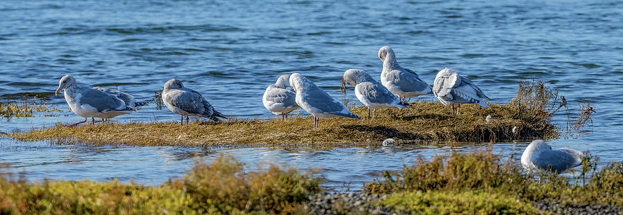 Gulls Preening Photograph by Timothy Anable