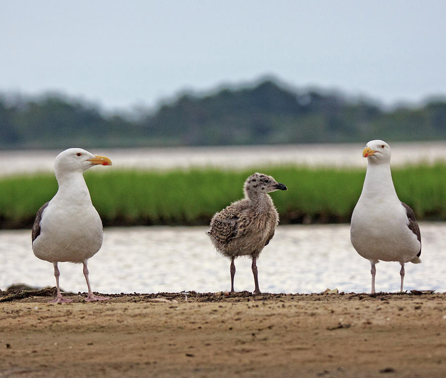 Gulls Photograph by Robert Pilkington