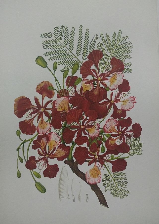 Hand Drawn Royal Poinciana Delonix Flower Stock Vector (Royalty Free)  1594179991 | Shutterstock