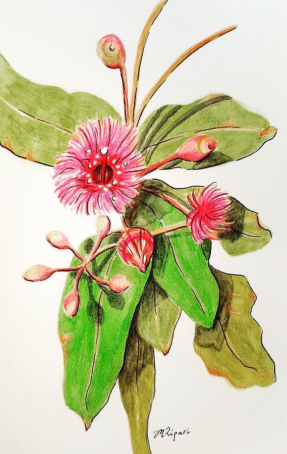 Gum Drawing - Gum Blossom by Michelle Ripari Gum Drawing - Gum Blossom by Michelle Ripari