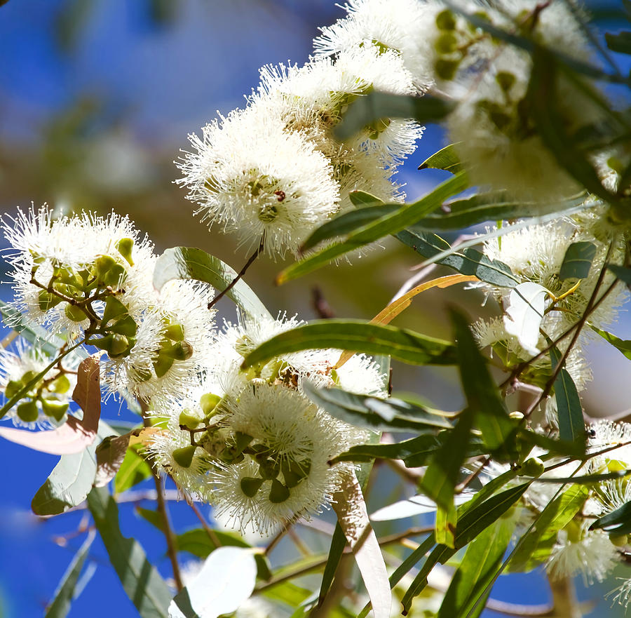 Gum nut blossoms Poster Painting by Palmer Beth | Fine Art America