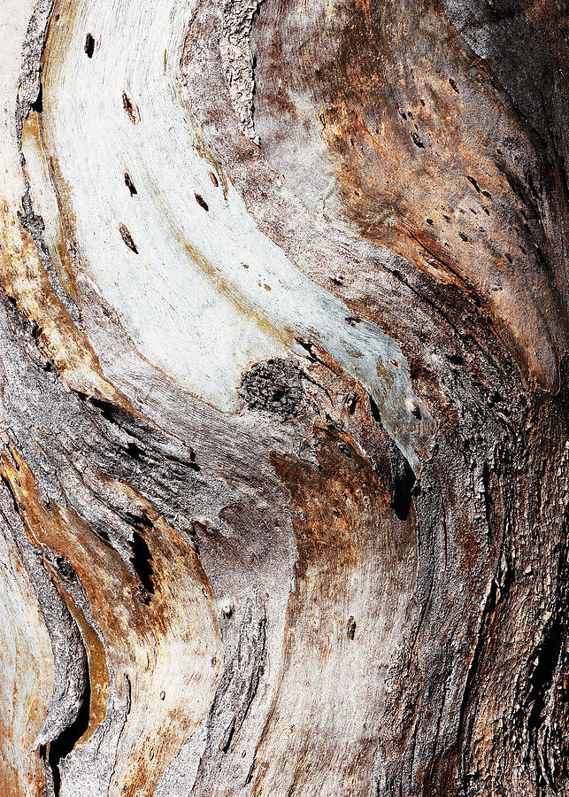 Gum Tree Bark - Flinders Ranges 4 Photograph by Lexa Harpell