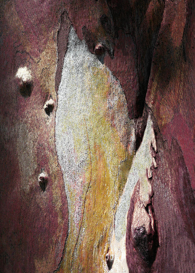Gum Tree Bark - Mount Remarkable 5 Photograph by Lexa Harpell