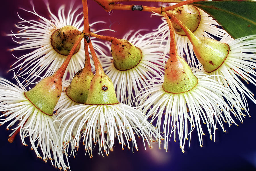 Gum tree blossom 2 Photograph by Rob Lang - Fine Art America