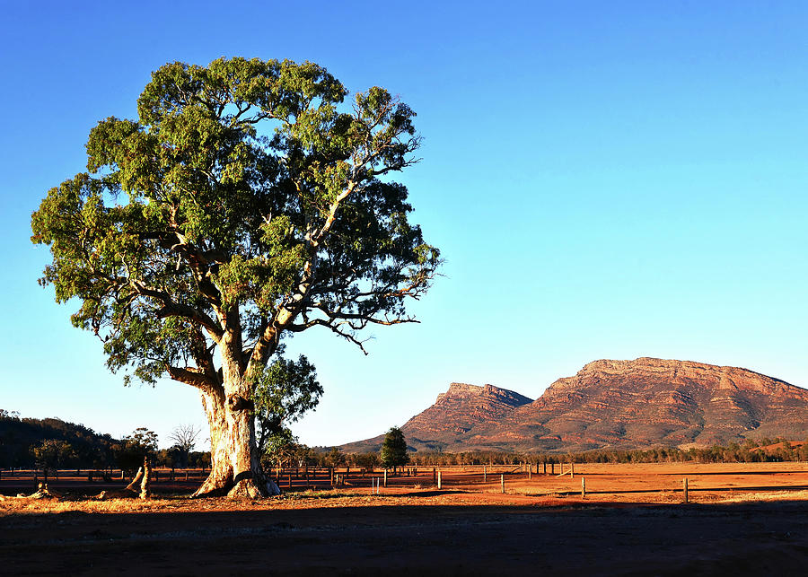 Gum Tree - Flinders Ranges Photograph by Lexa Harpell