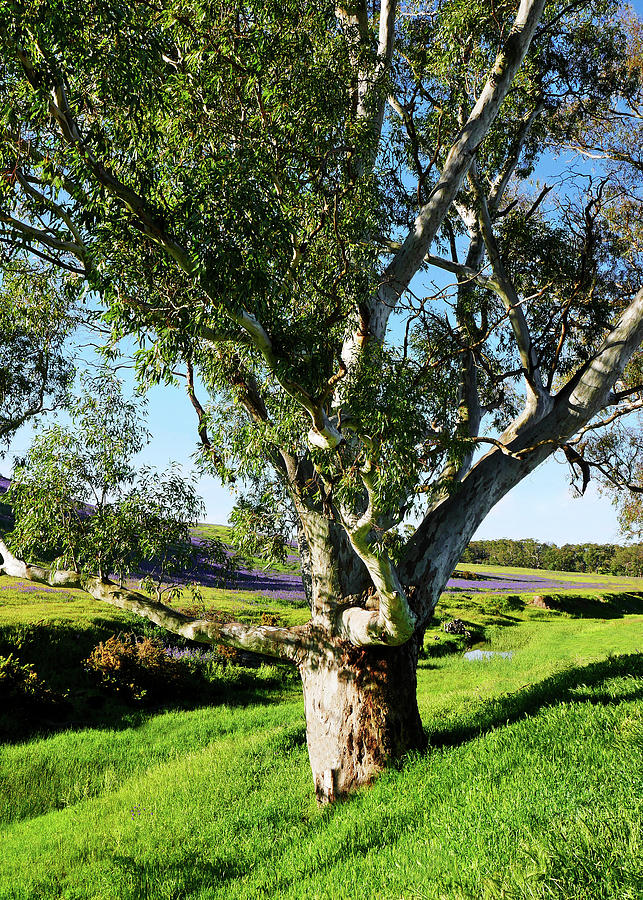 Gum Tree in the Barossa Valley Photograph by Lexa Harpell