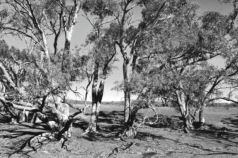 Gum Trees in the Flinders BW Photograph by Lexa Harpell