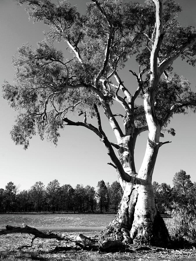 Gum Tree in the Flinders Ranges BW Photograph by Lexa Harpell